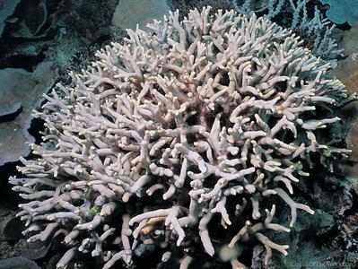 CotW: Porites flavus