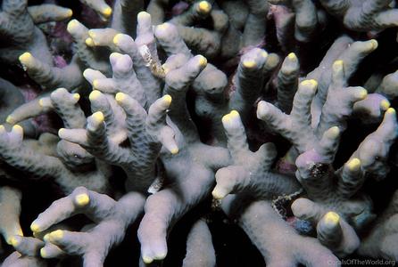 CotW: Porites flavus