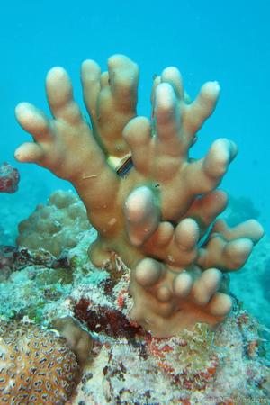 CotW preview: Porites fontanesii