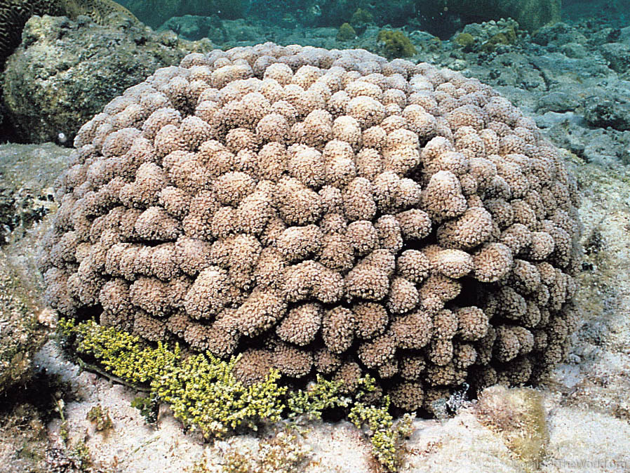 Porites furcata