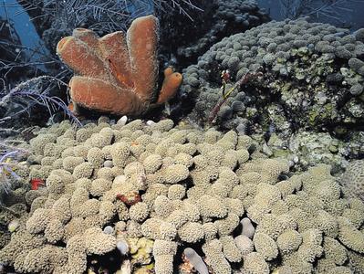 CotW preview: Porites furcata