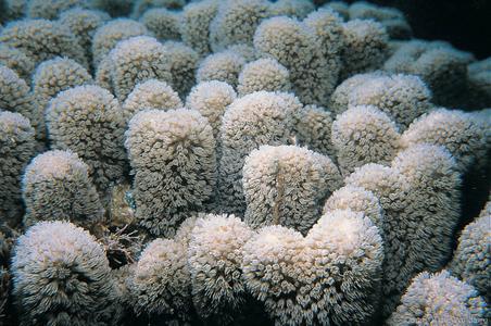 CotW: Porites furcata