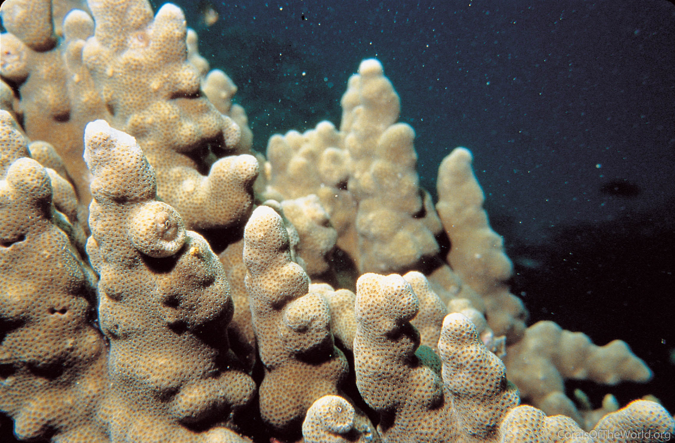 Porites harrisoni
