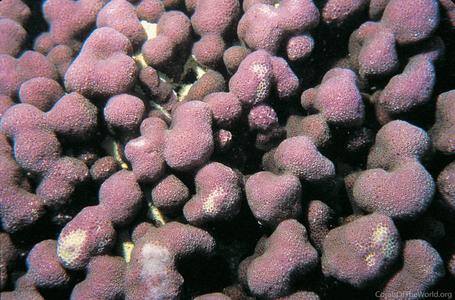 CotW: Porites harrisoni