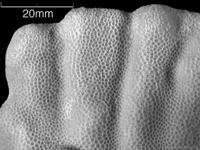 CotW: Porites harrisoni