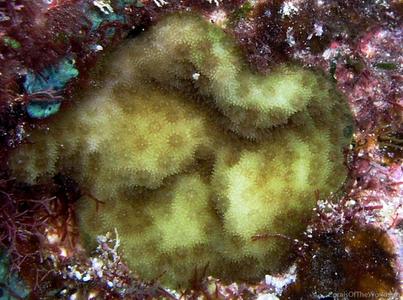 CotW preview: Porites hawaiiensis