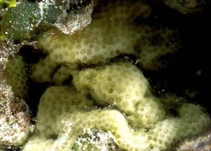 CotW preview: Porites hawaiiensis