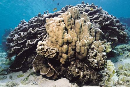 CotW preview: Porites heronensis
