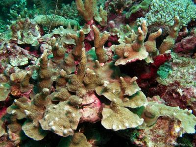 CotW preview: Porites horizontalata