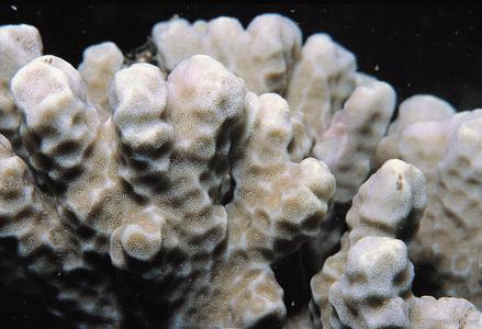 CotW: Porites horizontalata