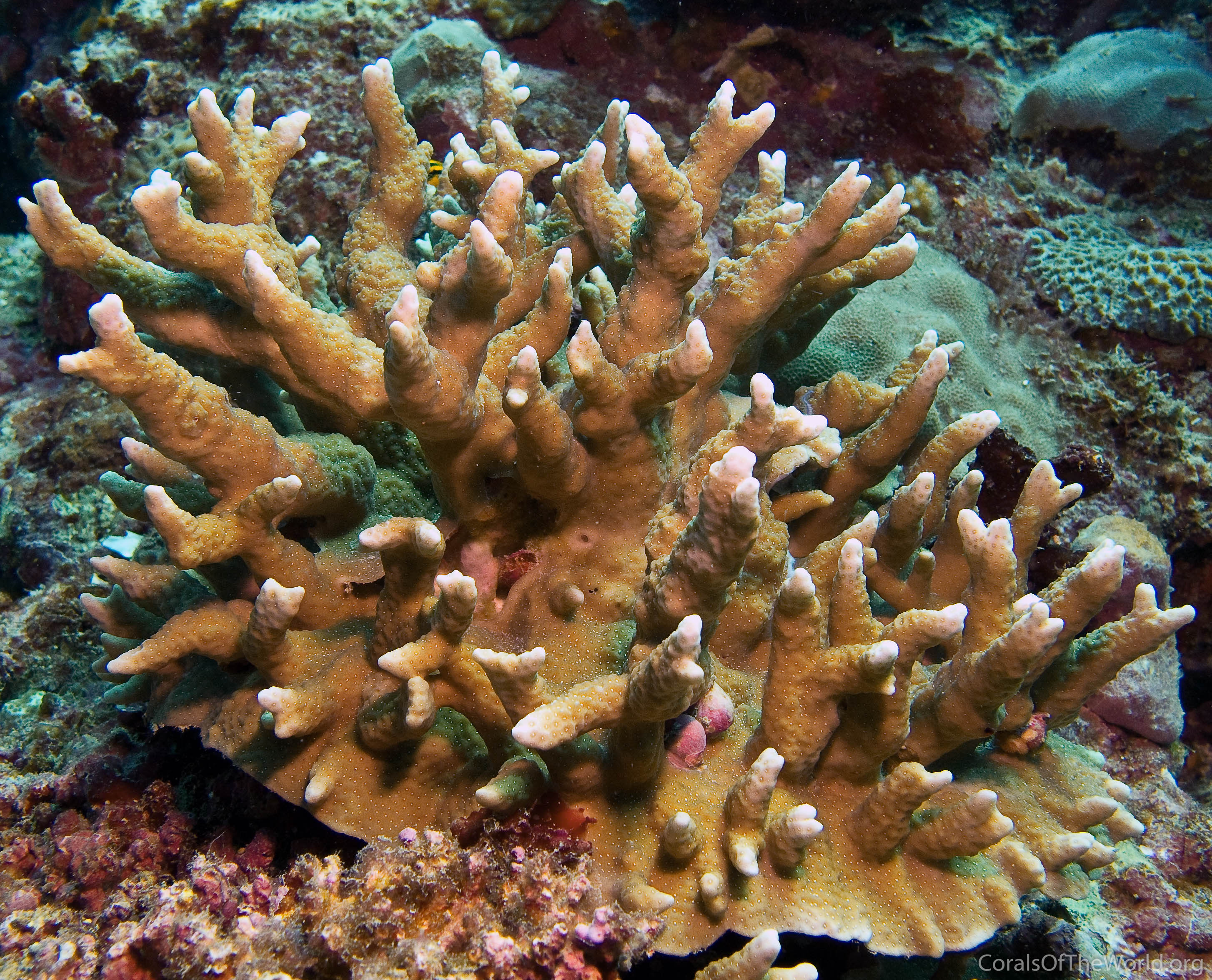 Porites latistellata