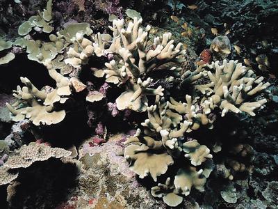 CotW preview: Porites latistellata