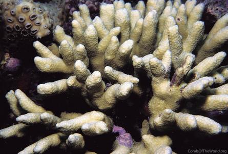 CotW: Porites latistellata