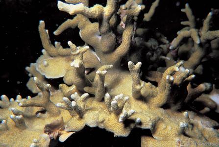 CotW: Porites latistellata