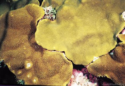 CotW: Porites lichen