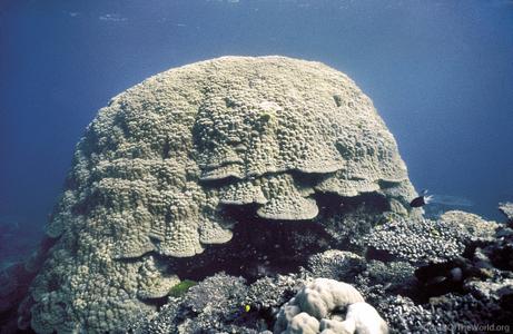 CotW preview: Porites lobata
