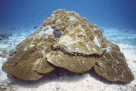 CotW preview: Porites lutea