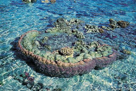 CotW: Porites lutea