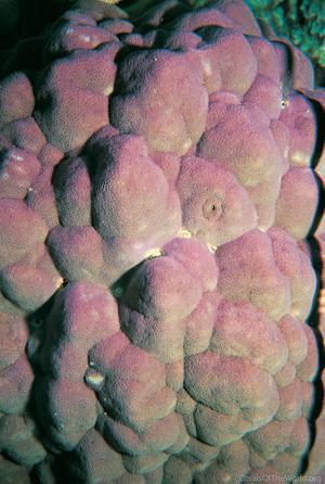 CotW: Porites mayeri