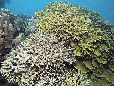 CotW preview: Porites monticulosa
