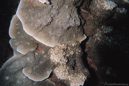 CotW: Porites monticulosa