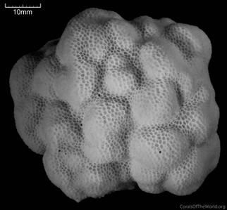 CotW preview: Porites murrayensis