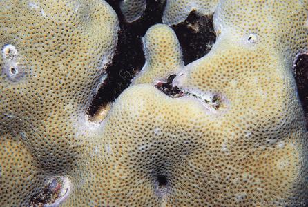 CotW: Porites murrayensis
