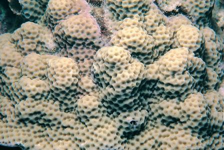 CotW preview: Porites myrmidonensis
