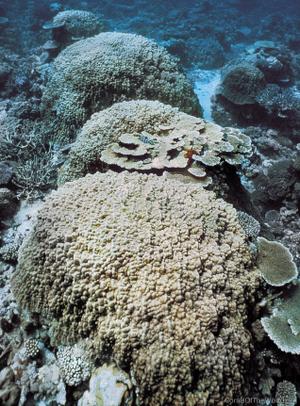 CotW: Porites myrmidonensis