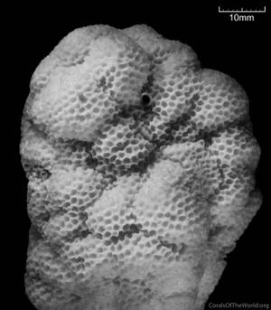 CotW: Porites myrmidonensis