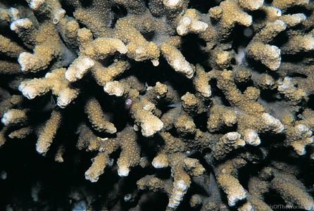 CotW: Porites napopora