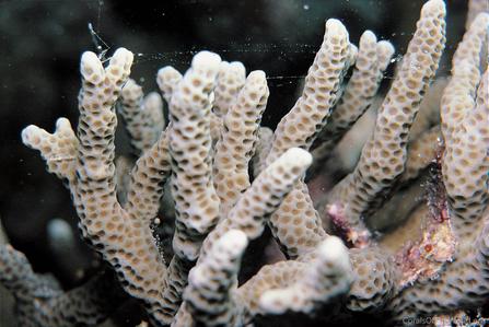 CotW preview: Porites negrosensis