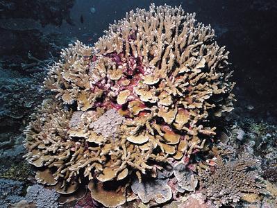 CotW: Porites negrosensis