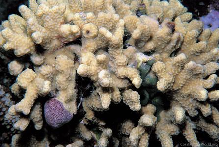 CotW: Porites negrosensis