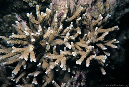 CotW preview: Porites nigrescens