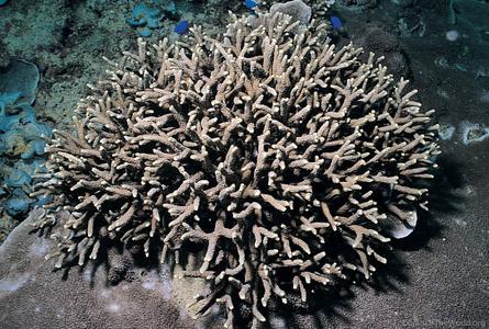 CotW: Porites nigrescens