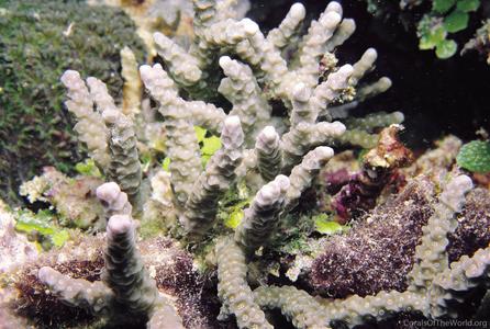CotW: Porites nigrescens