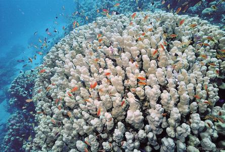 CotW preview: Porites nodifera
