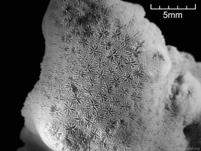 CotW preview: Porites okinawensis