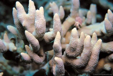 CotW: Porites ornata