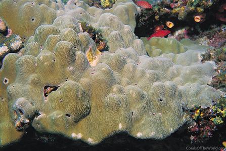 CotW preview: Porites panamensis
