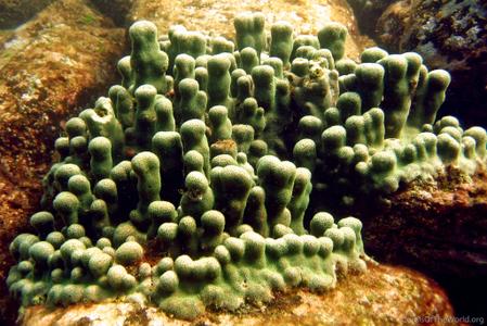 CotW: Porites panamensis