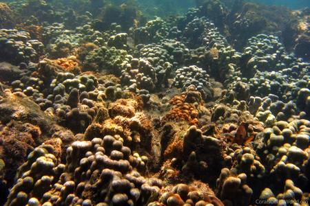CotW: Porites panamensis