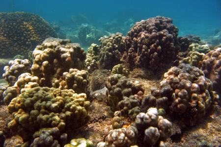 CotW: Porites panamensis