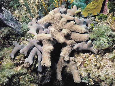 CotW: Porites porites