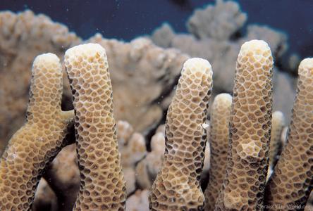 CotW: Porites profundus