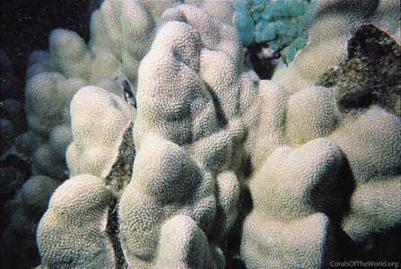 CotW preview: Porites pukoensis