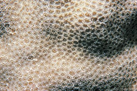 CotW preview: Porites pukoensis
