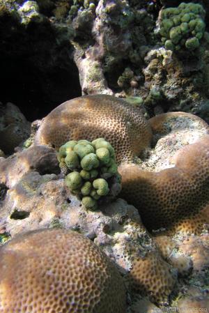 CotW: Porites randalli