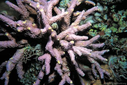 CotW preview: Porites rugosa